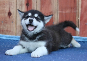happy husky pup