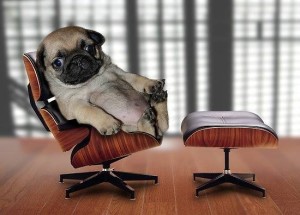 Pug in Chair